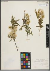 Foto von Salix petiolaris Sm.
